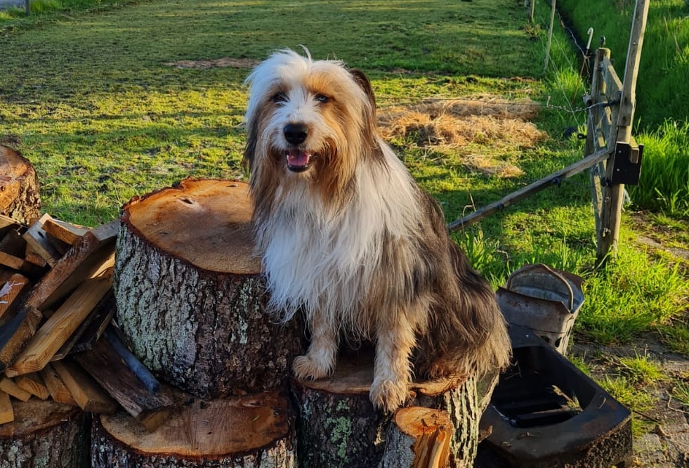 Wäller von der Straubenhalde